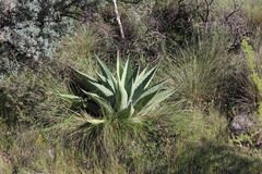 Agave asperrima