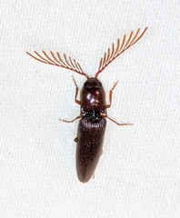 Dicrepidius palmatus