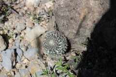 Mammillaria chionocephala