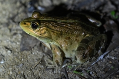 Pelophylax nigromaculatus