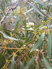 Eucalyptus porosa