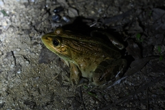 Pelophylax nigromaculatus