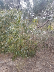 Eucalyptus porosa