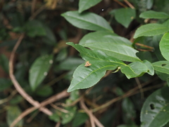 Choreutis amethystodes