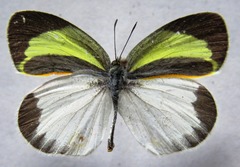 Eurema daira eugenia