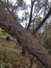 Eucalyptus porosa