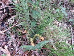 Polystichum proliferum
