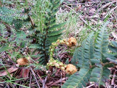 Polystichum proliferum