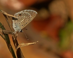 Leptotes cassius