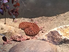 Crotalus willardi amabilis