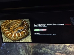 Crotalus willardi amabilis