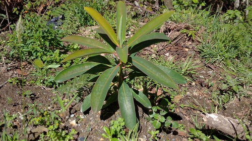 Euphorbia image