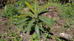 Euphorbia laurifolia image