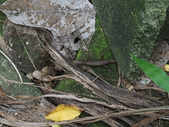 Sphenomorphus indicus