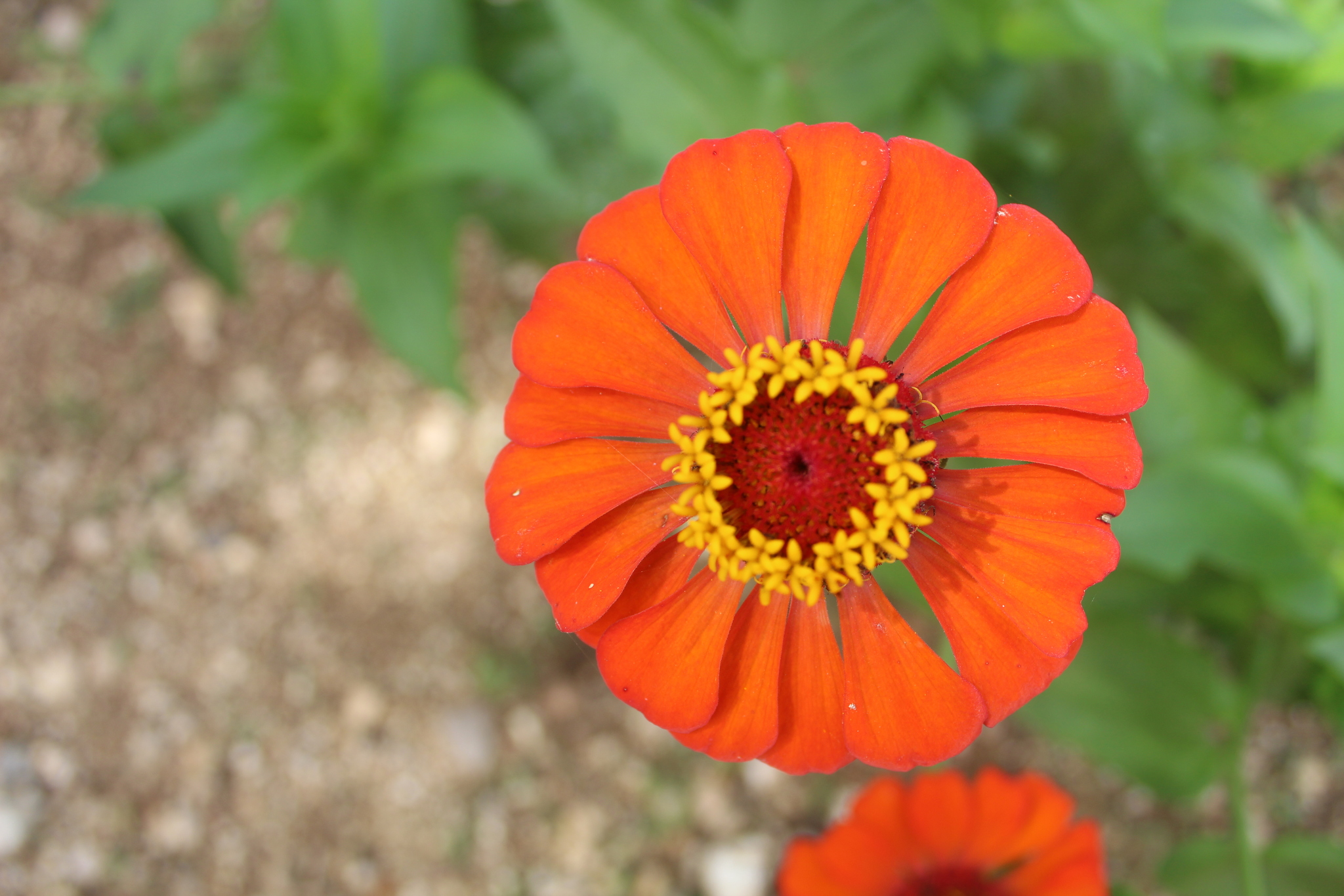 Zínia (Zinnia elegans) · BioDiversity4All