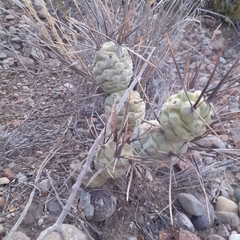 Tephrocactus aoracanthus