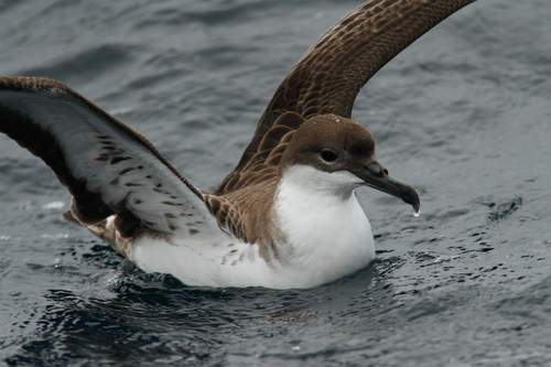 Pardela capirotada (Ardenna gravis)