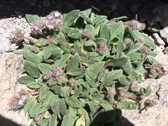 Phacelia hastata compacta