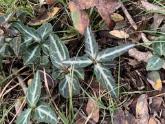 Chimaphila maculata