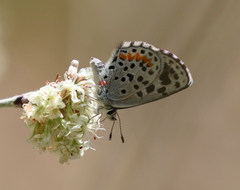 Euphilotes enoptes dammersi