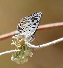 Euphilotes enoptes dammersi