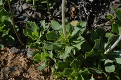 Haplopappus macrocephalus