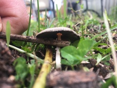 Parasola auricoma