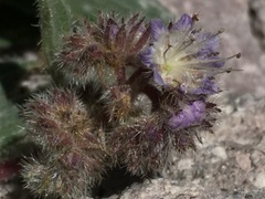 Phacelia hastata compacta