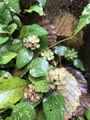 Prunella vulgaris vulgaris