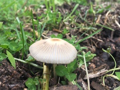 Parasola auricoma