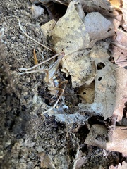 Ceuthophilus maculatus