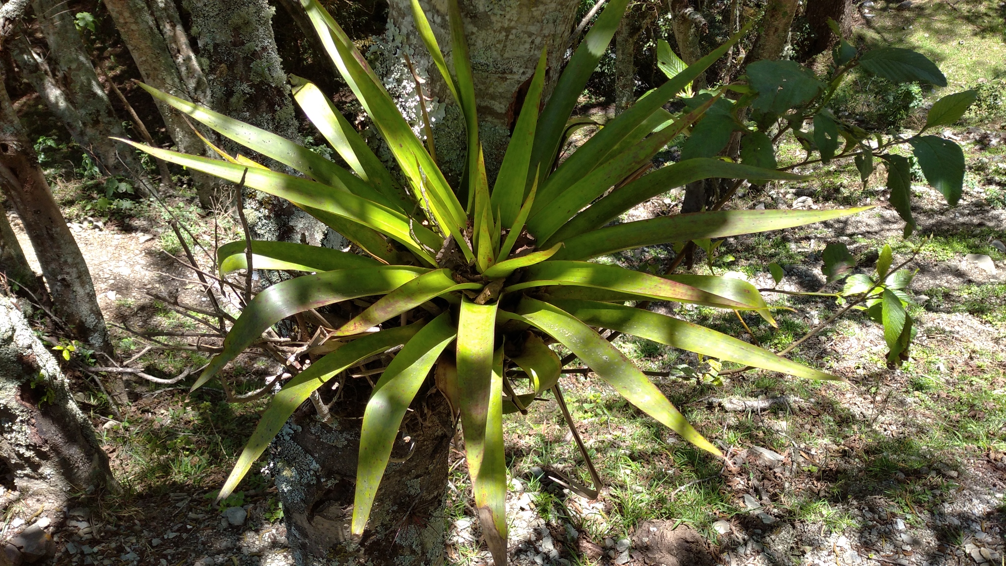 Tillandsia secunda image