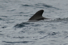 Globicephala melas