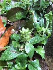 Prunella vulgaris vulgaris