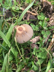Parasola auricoma