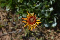 Haplopappus macrocephalus