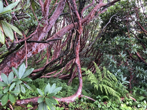 Rhododendron barbatum, photograph 5