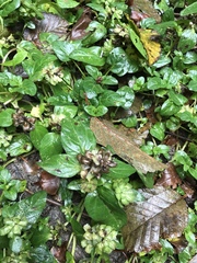 Prunella vulgaris vulgaris