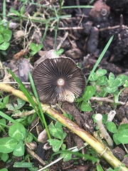 Parasola auricoma