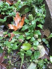 Prunella vulgaris vulgaris
