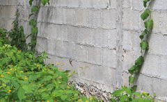 Sceloporus serrifer