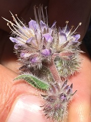 Phacelia hastata compacta