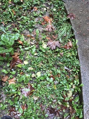 Prunella vulgaris vulgaris