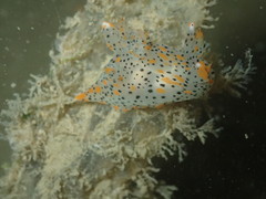 Thecacera pennigera