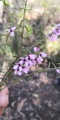 Tetratheca pilosa