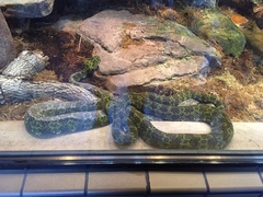 Protobothrops mangshanensis