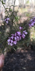 Tetratheca pilosa