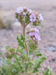 Phacelia sanzinii