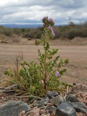 Phacelia sanzinii