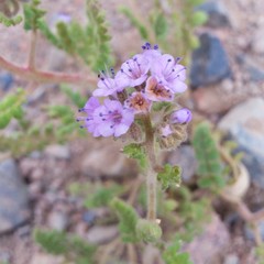 Phacelia sanzinii